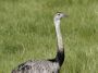 Day01 - 01 * Greater Rhea